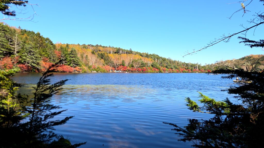 白駒の池の岸辺を縁どる赤い紅葉と、黄色く色づいた森(2026年10月)
