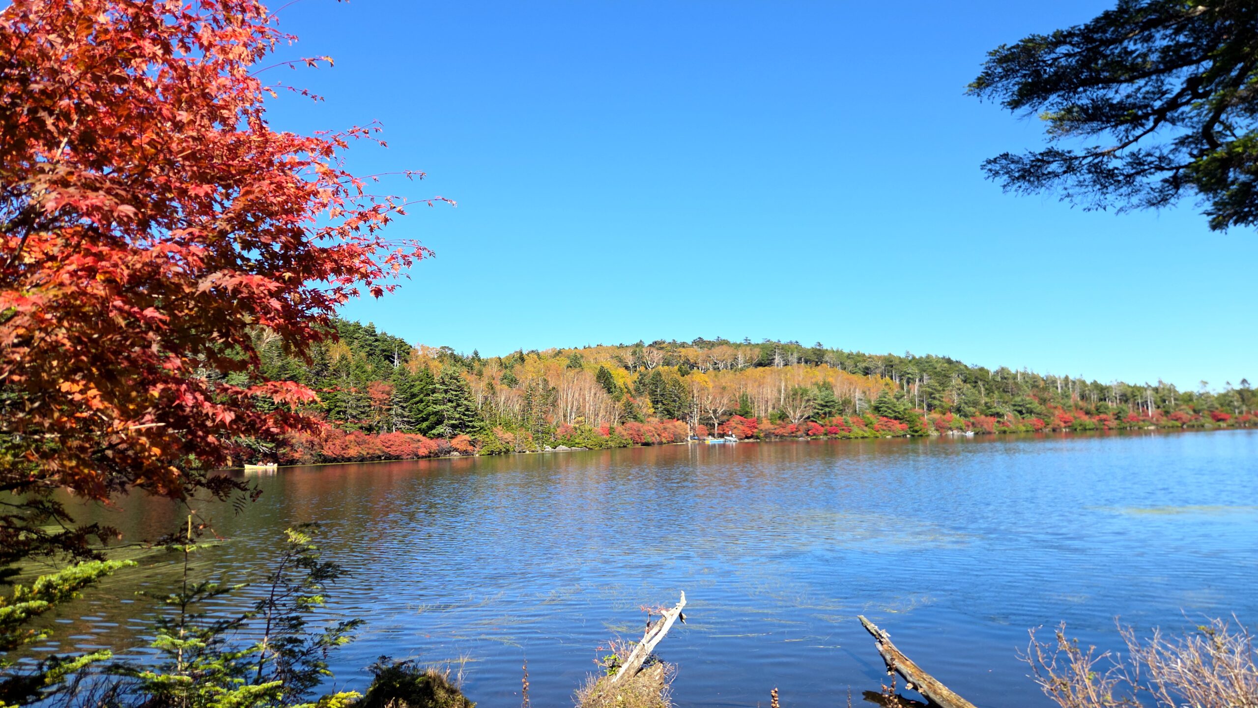 10月の白駒の池の紅葉 / Shirakoma Pond in autumn colours, October