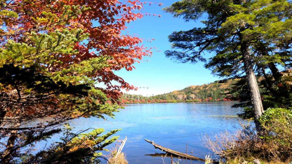 10月の白駒の池。紅葉したモミジと針葉樹のあいだから見た湖面